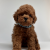 Toy Poodle kore anne babadan mini yavrular